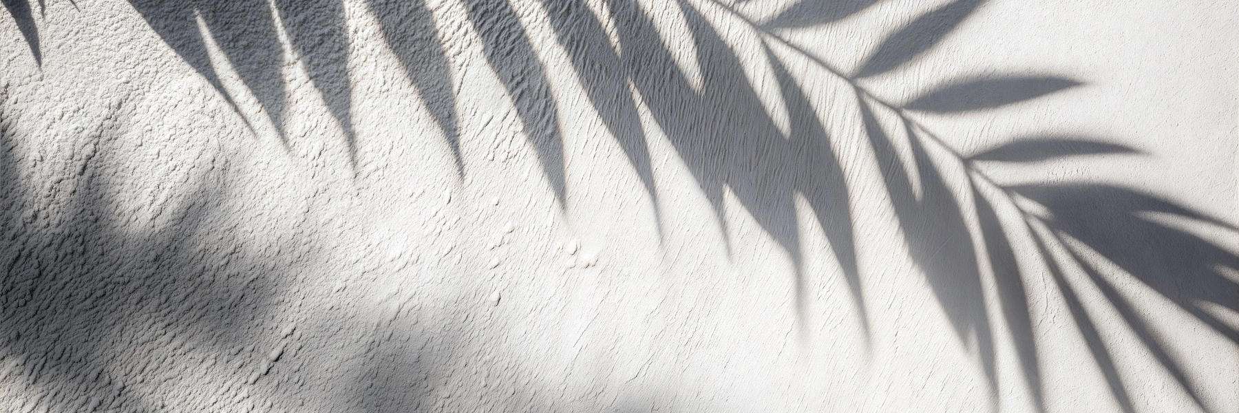 shadow of a leafy plant