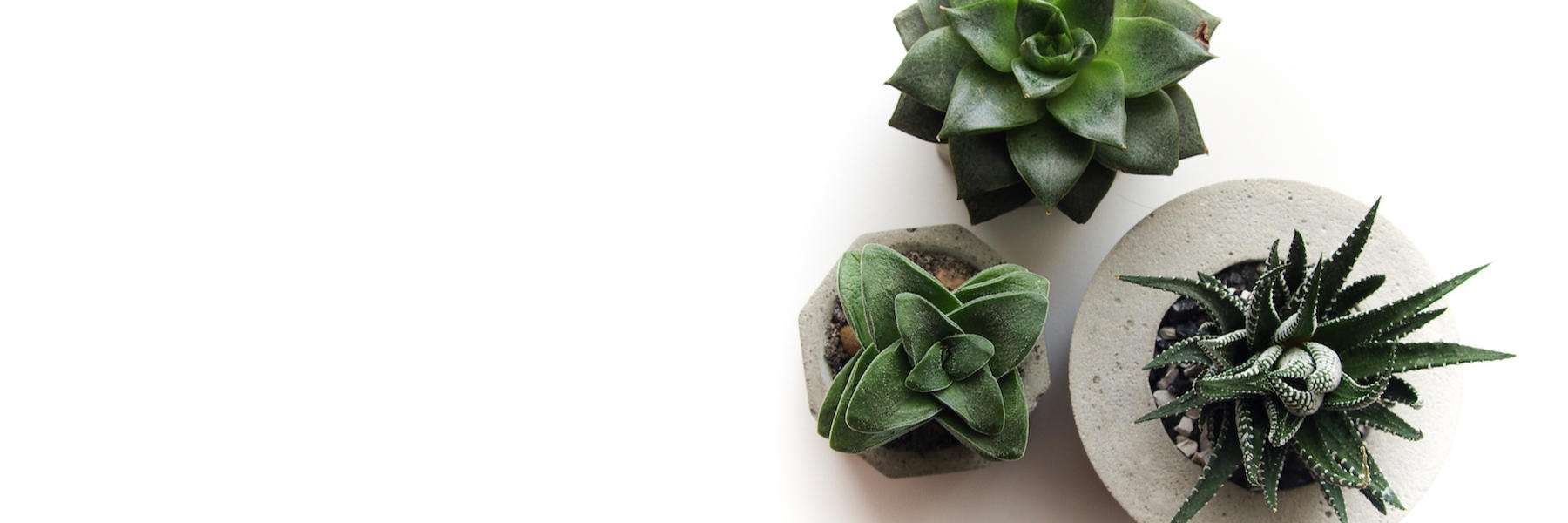 small cacti and other succulents
