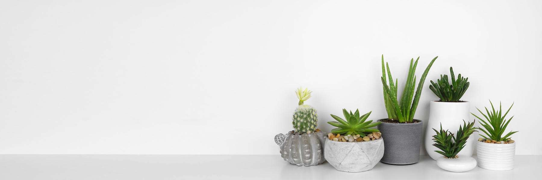 collection of small succulents and cacti in planters