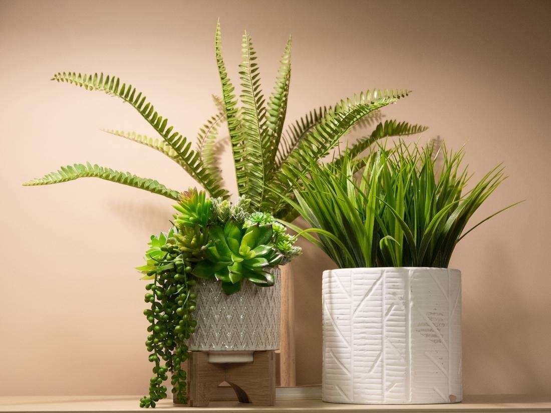 Decorative Plants at Wellesley Hills Dental